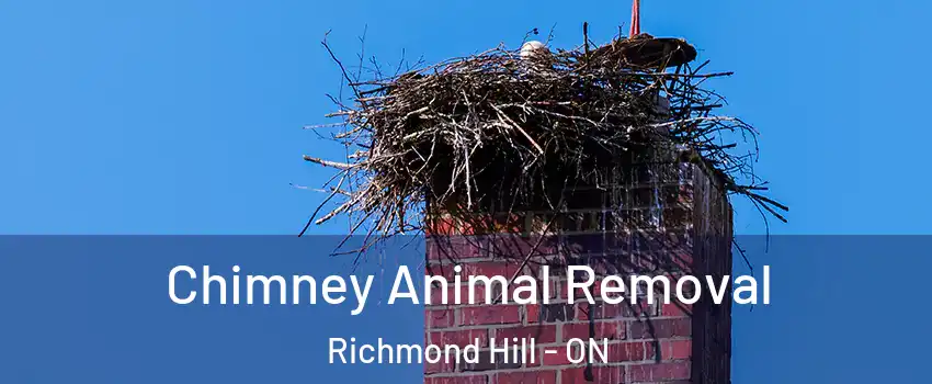 Chimney Animal Removal Richmond Hill - ON