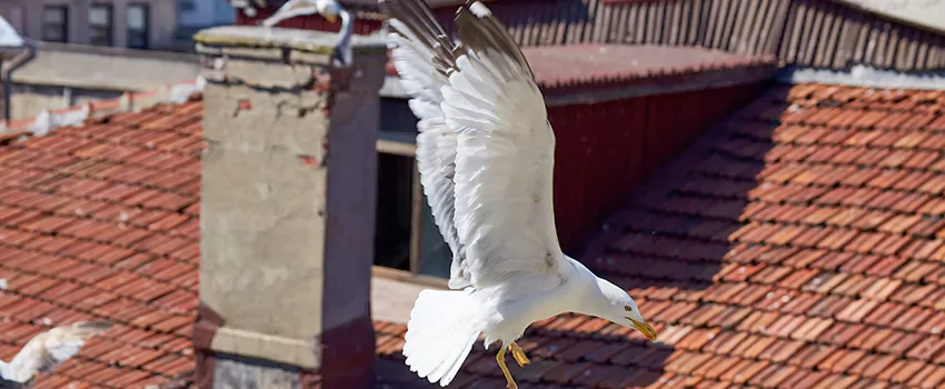 Residential Chimney Animal Removal Solution in Richmond Hill, ON